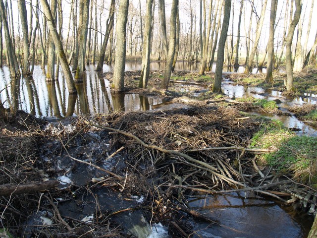 Chłop swoje a Bobry swoje. (Maj 2009)