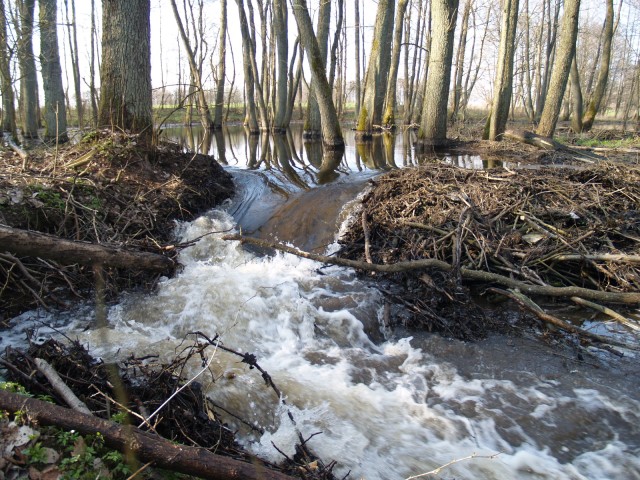 Chłop swoje a Bobry swoje. (Maj 2009)