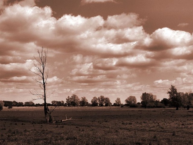 Samotność w polu (Maj 2009)
