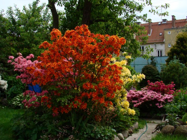 kolorowy maj w Elblągu