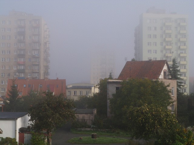 the fog