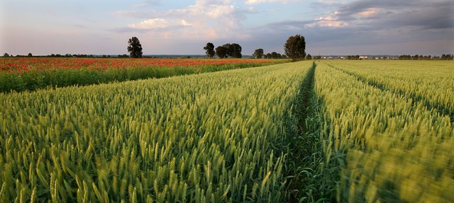 Makowe pola (Czerwiec 2009)