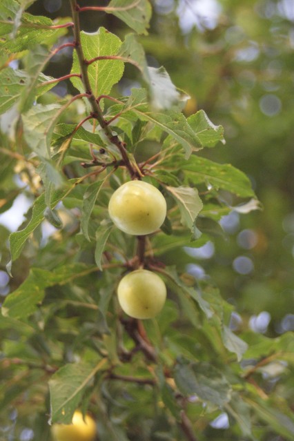 śliweczki (Lipiec 2009)