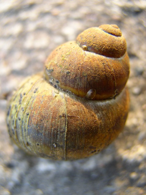 Jedna z muszel ślimaków nad Kanałem Elbląskim (Sierpień 2009)