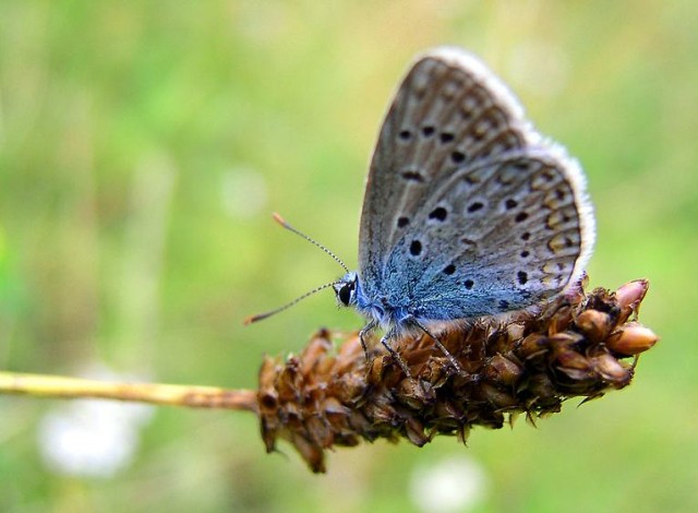 Modraszek (Sierpień 2009)