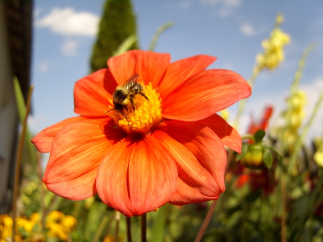 :Pszczółka