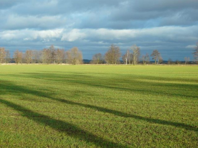 Ozimina (Październik 2009)