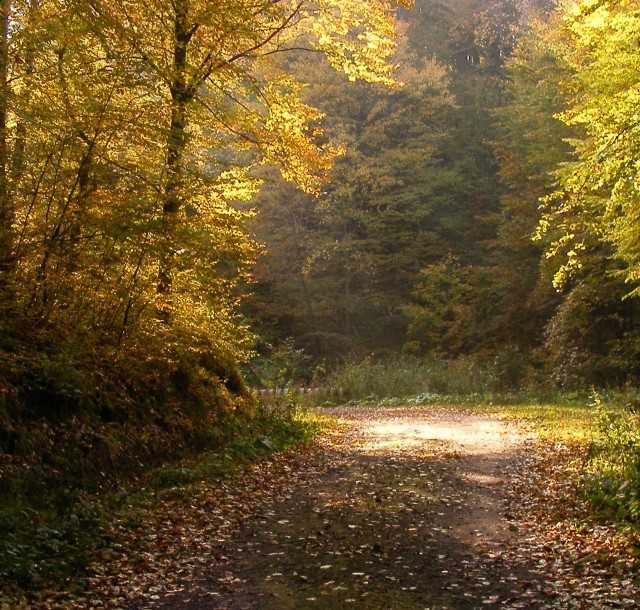 Kadyński Las (Październik 2009)