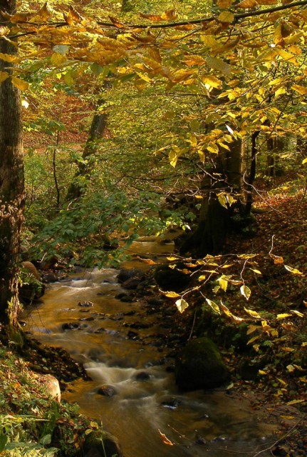 Kadyński Las (Październik 2009)