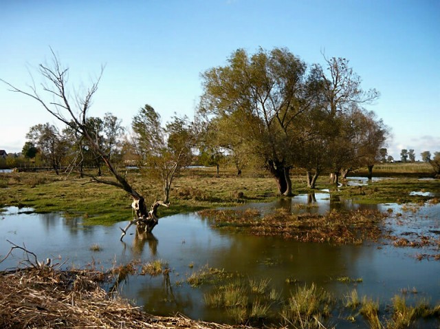 Wyspa Nowakowska. (Październik 2009)