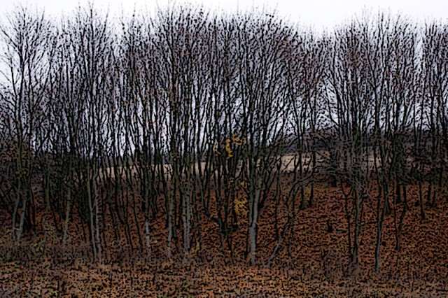 jesienny lasek - modrzewina (Listopad 2009)