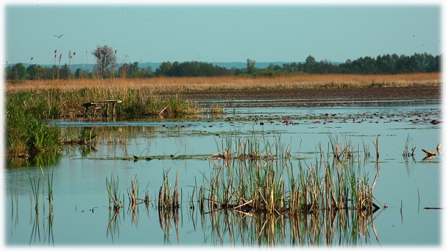 jezioro drużno