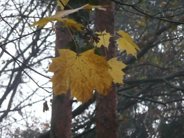 Żółty jesienny liść.