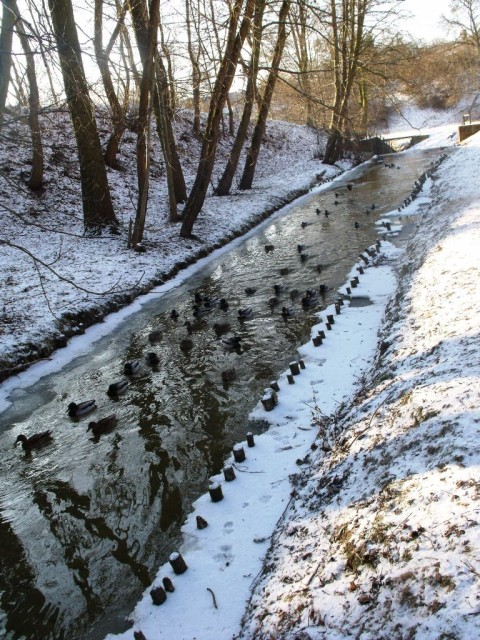 kaczki w paku kajki