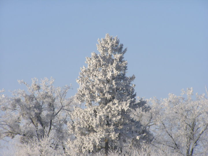 Szadź  16 styczeń 2010  okolice  elbląga