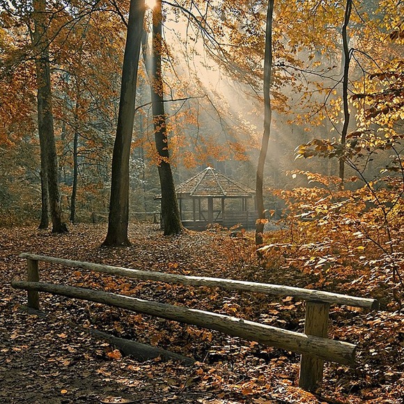 Bażantarnia. Jesienne wspomnienie. (Styczeń 2010)