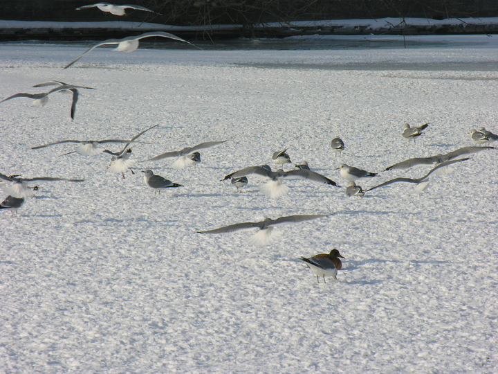 Ptaki na lodzie