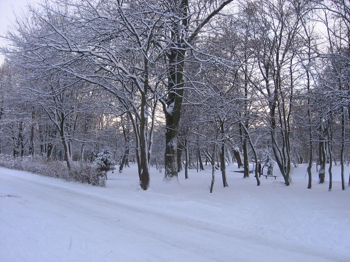 Ośnieżone drzewa parku