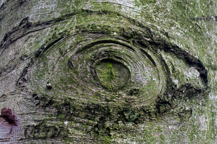 WSZYSTKOWIDZĄCE OKO NATURY - FOTKA POZAKONKURSOWA !!! - oko znajduje się na jednym z drzew na Modrzewinie