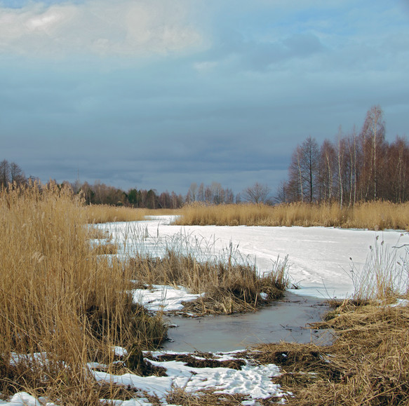 Mewia Łacha - Mikoszewo (Kwiecień 2010)