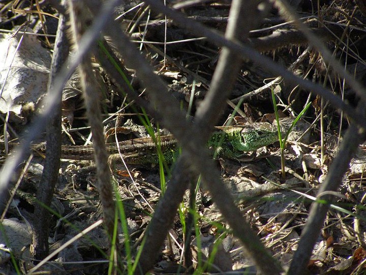 W poszukiwaniu cienia - Kadyny (Maj 2010)