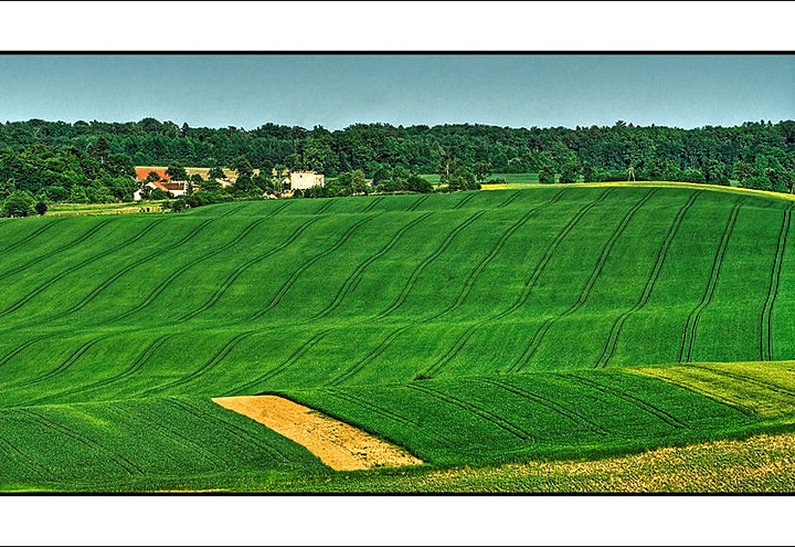 Zielony dywan (do załatania). Okolice Dzierzgonia. (Czerwiec 2010)