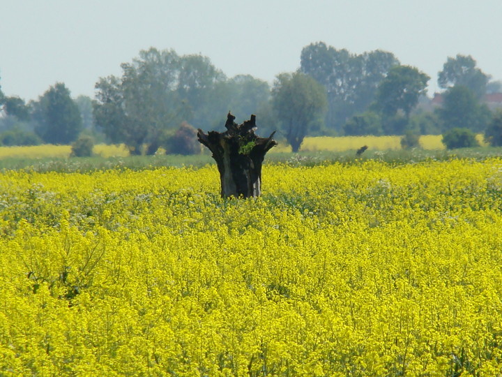 Diabeł w polu. (Czerwiec 2010)