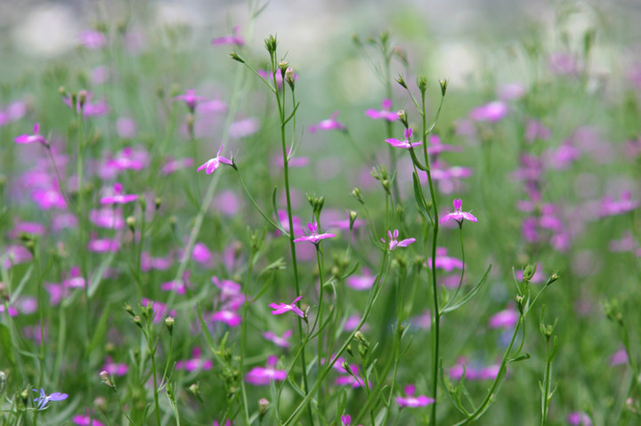 lobelia