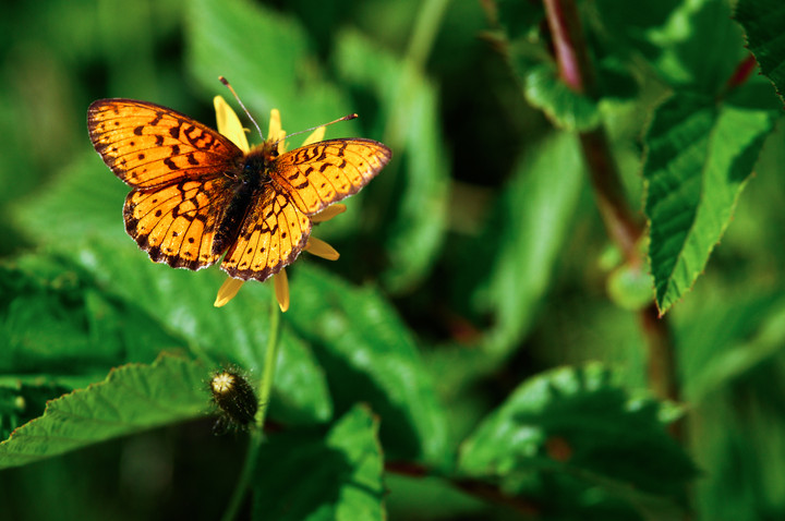 motyl