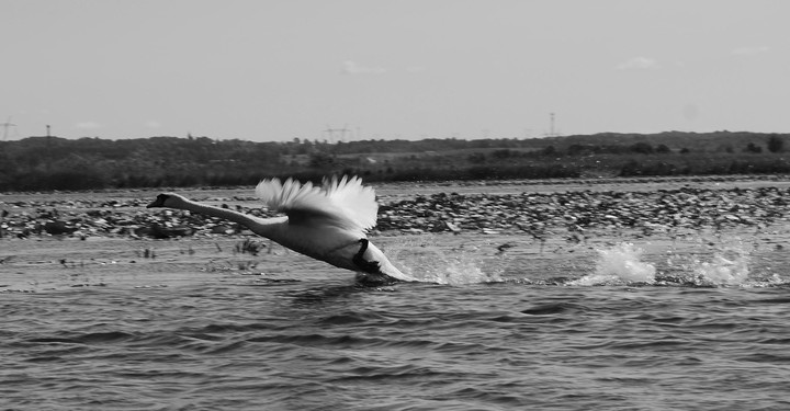 Biały ptak... (Czerwiec 2010)