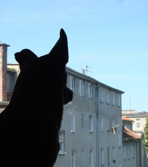 Elbląg z perspektywy psa (Lipiec 2010)