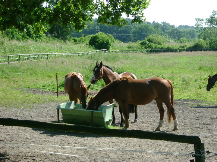 Stadnina koni w Kadynach