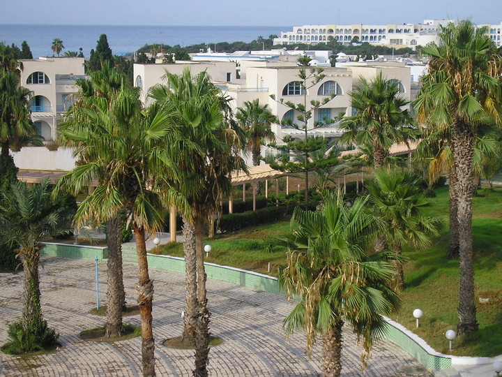 charakterystyczne palmy Tunezji