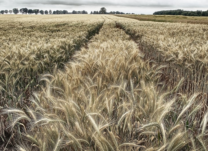 "Urodzaj" (Sierpień 2010)