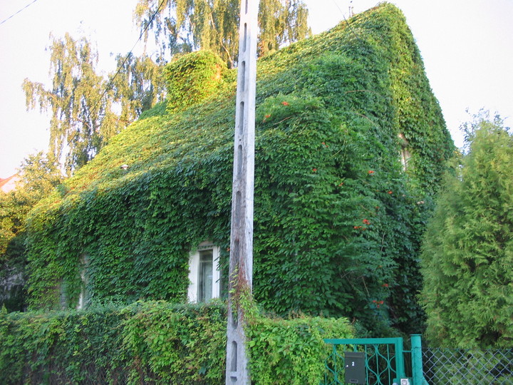 Dom zarośniety wynorośla ( Elblag okolice przejścia z ul.Królewieckiej do Uroczej) (Sierpień 2010)