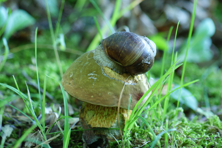 na grzyby.. (Sierpień 2010)