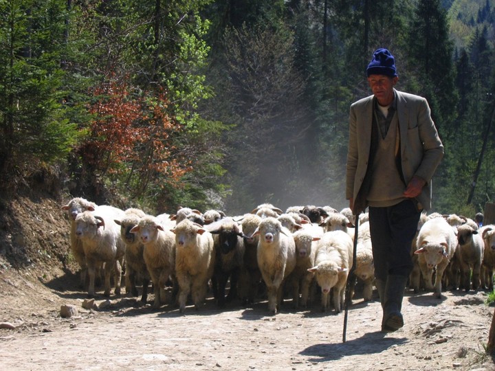 Pienińskie owieczki (Sierpień 2010)