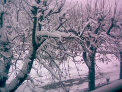 Zdięcie robione w sadzie.
Ilustruje ono pięknie zaśnieżone drzewa.