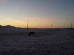 "Pejzaż zimowy z bykiem i wiatrakiem o zachodzie słońca".
Zdjęcie wykonałem na przydrożnej polanie za miejscowością Pagórki. Przedstawia on jednego z hodowanych za Pagórkami byków.