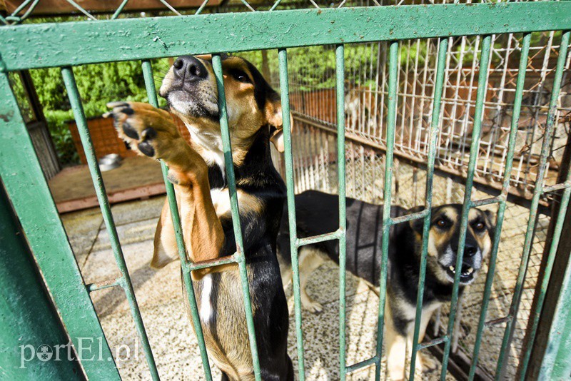 Elbląg, W schronisku przebywa obecnie 230 psów