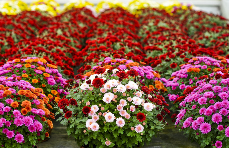 To one podkreślą te dni