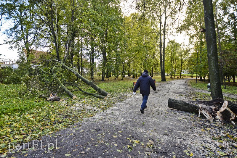 Elbląg, Połamane drzewa w parku Kajki