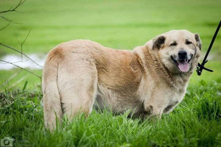 Elbląg, Szogun po interwencji trafił do schroniska