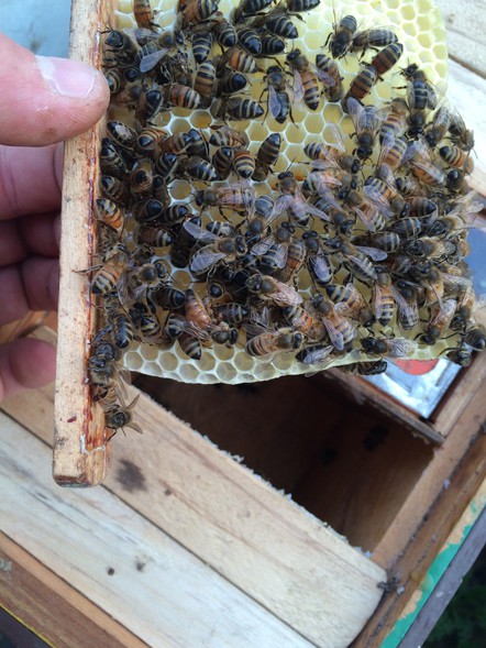 Elbląg, W pasiece odpoczywa i twierdzi, że pszczoły da się pogłaskać