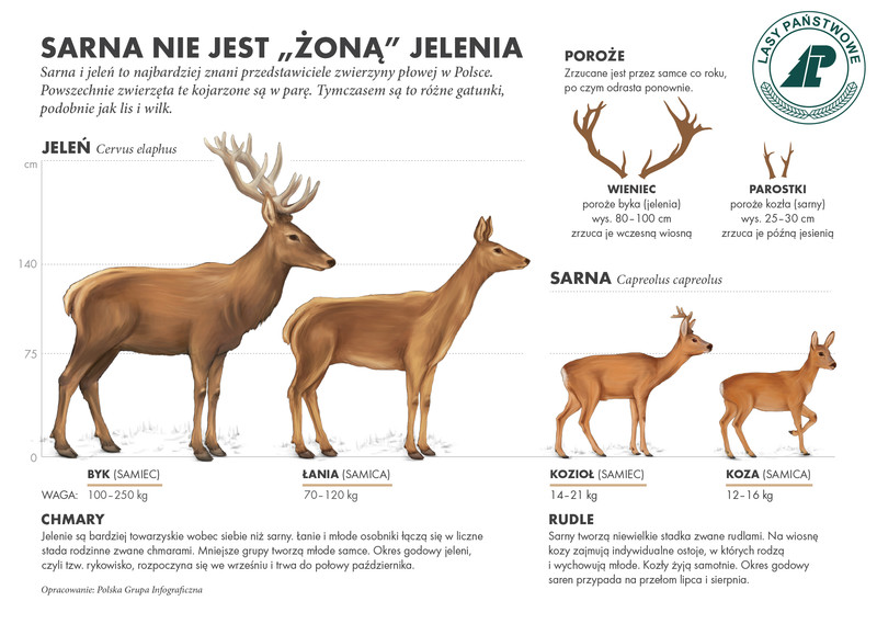 Elbląg, Infografika umieszczona dzięki uprzejmości Nadleśnictwa Elbląg