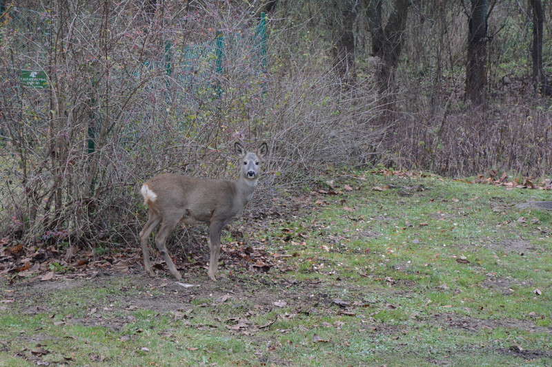 Elbląg, Sarna to zwierzę, które można spotkać np. rano Elbląg, Sarna to zwierzę, które można spotkać np. rano