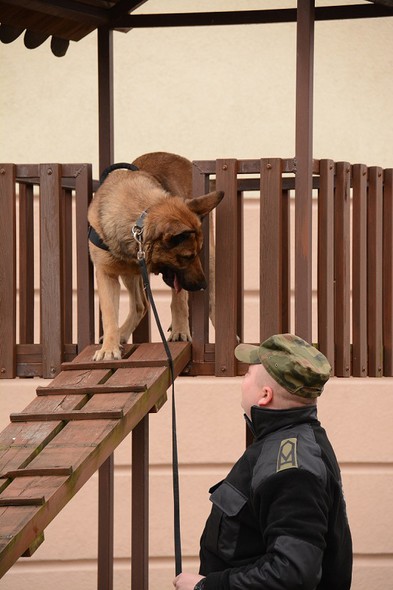 Elbląg, Pies Straży Granicznej wywęszył narkotyki