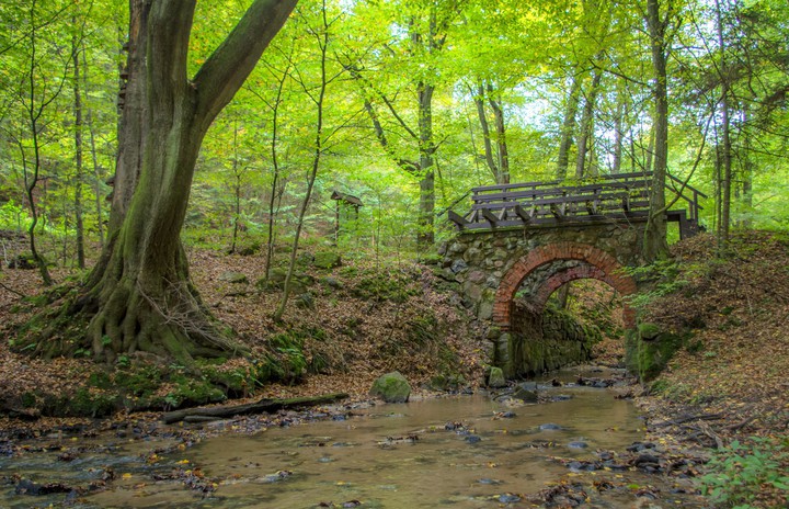 Elbląg, Mostek nad Grabianką, rezerwat Buki Wysoczyzny Elbląskiej. Elbląg, Mostek nad Grabianką, rezerwat Buki Wysoczyzny Elbląskiej.