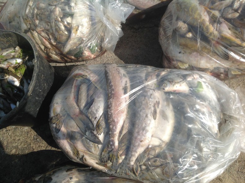 Elbląg, Z rzeki Dzierzgoń zebrano blisko 800 kg śniętych ryb