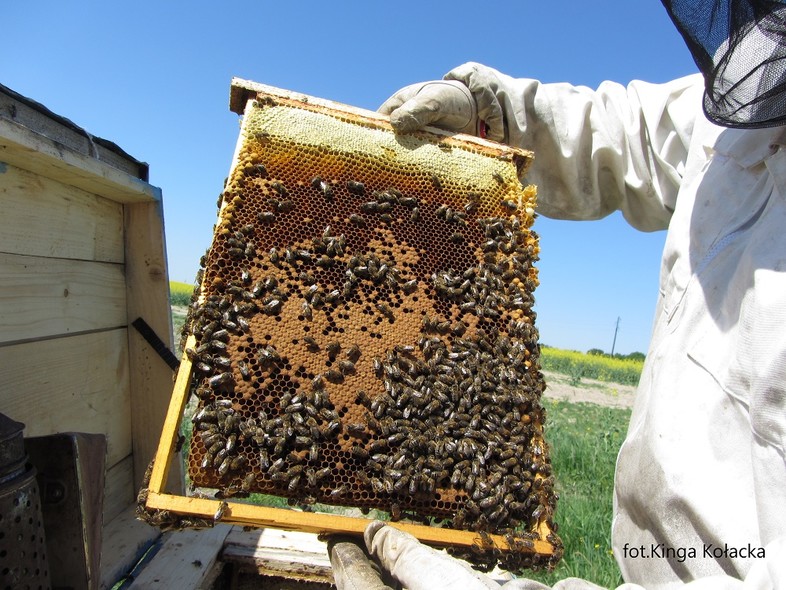 Elbląg, Jak uratować pszczoły
